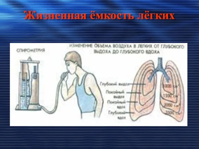 Жизненная ёмкость лёгких