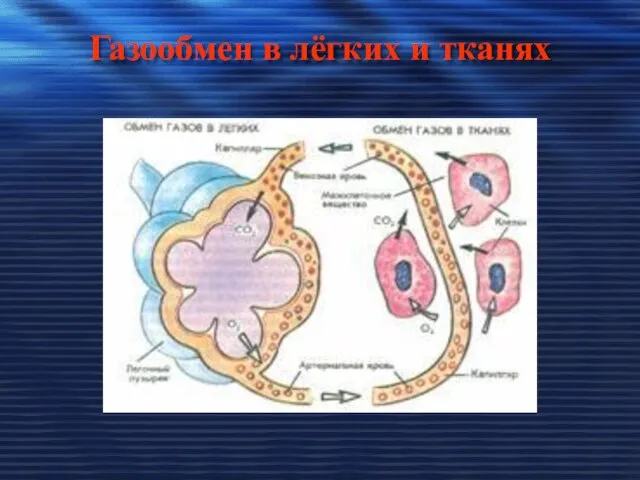 Газообмен в лёгких и тканях