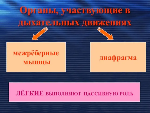 Органы, участвующие в дыхательных движениях межрёберные мышцы диафрагма ЛЁГКИЕ ВЫПОЛНЯЮТ ПАССИВНУЮ РОЛЬ