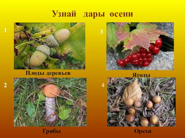 Узнай дары осени 1 2 3 4 Плоды деревьев Грибы Ягоды Орехи