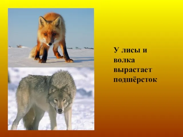 У лисы и волка вырастает подшёрсток