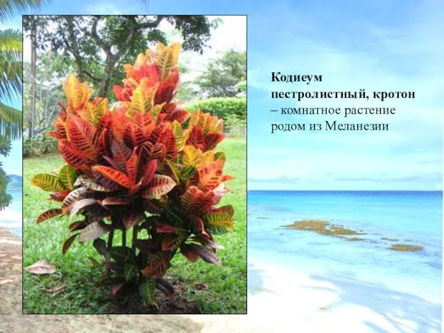 Кодиеум пестролистный, кротон – комнатное растение родом из Меланезии