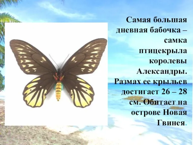 Самая большая дневная бабочка – самка птицекрыла королевы Александры. Размах ее крыльев