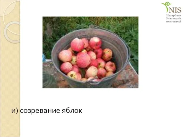 и) созревание яблок