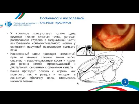 У кроликов присутствует только одна крупная нижняя слезная точка, которая расположена глубоко