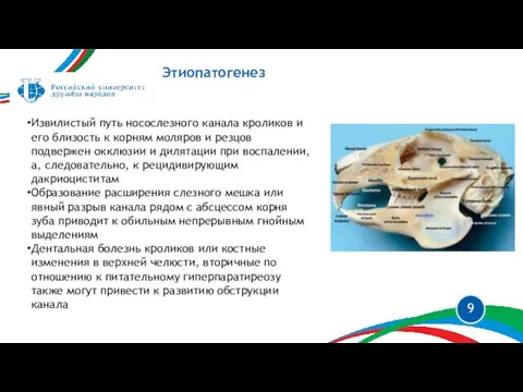 Этиопатогенез Извилистый путь носослезного канала кроликов и его близость к корням моляров