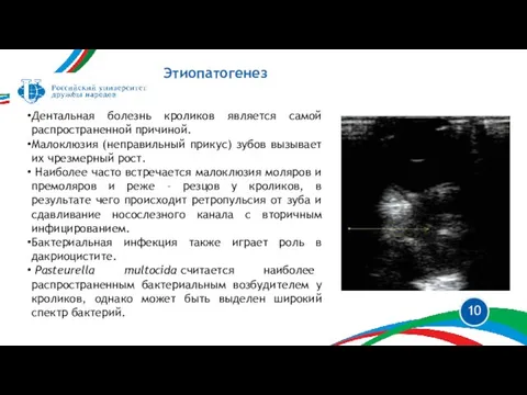 Этиопатогенез Дентальная болезнь кроликов является самой распространенной причиной. Малоклюзия (неправильный прикус) зубов