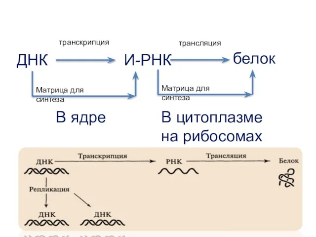 ДНК транскрипция И-РНК трансляция белок Матрица для синтеза Матрица для синтеза В