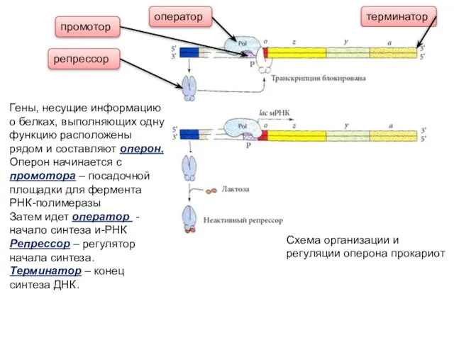 терминатор промотор оператор репрессор Схема организации и регуляции оперона прокариот Гены, несущие