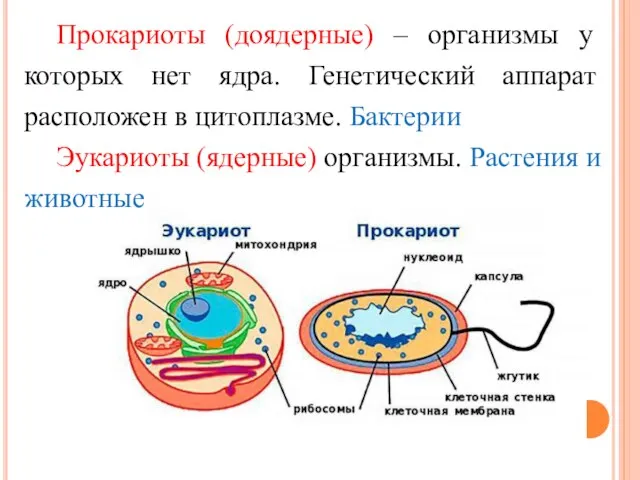 Прокариоты (доядерные) – организмы у которых нет ядра. Генетический аппарат расположен в