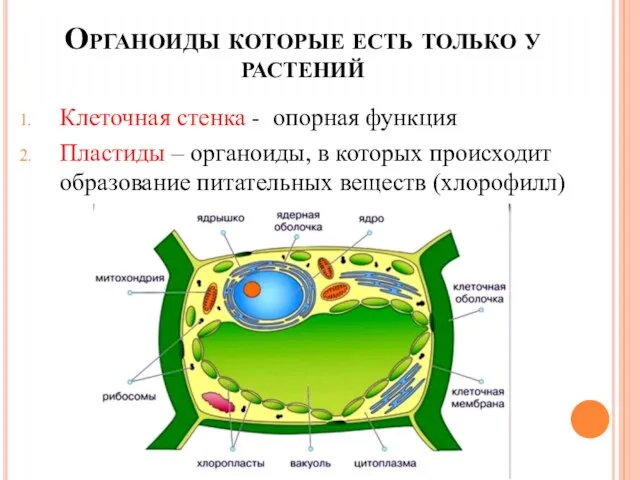 Органоиды которые есть только у растений Клеточная стенка - опорная функция Пластиды