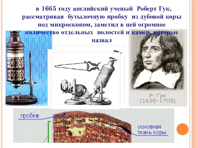 в 1665 году английский ученый Роберт Гук, рассматривая бутылочную пробку из дубовой