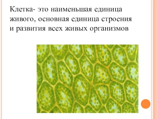 Клетка- это наименьшая единица живого, основная единица строения и развития всех живых организмов