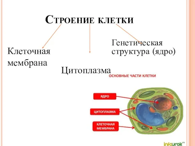 Строение клетки Клеточная мембрана Цитоплазма Генетическая структура (ядро)