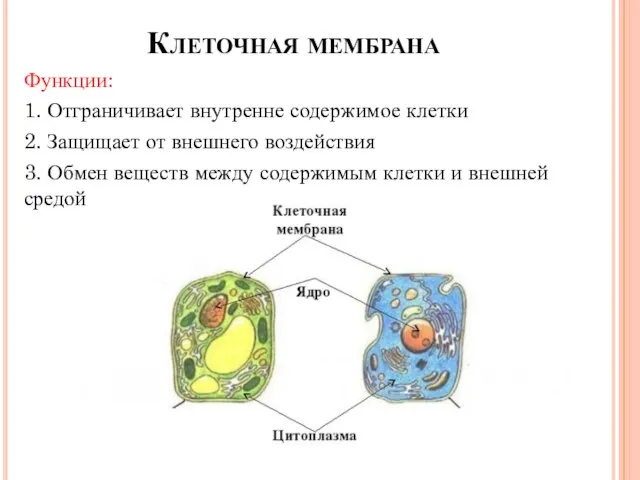 Клеточная мембрана Функции: 1. Отграничивает внутренне содержимое клетки 2. Защищает от внешнего