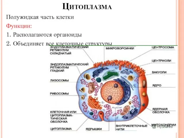 Цитоплазма Полужидкая часть клетки Функции: 1. Располагаются органоиды 2. Объединяет все клеточные структуры