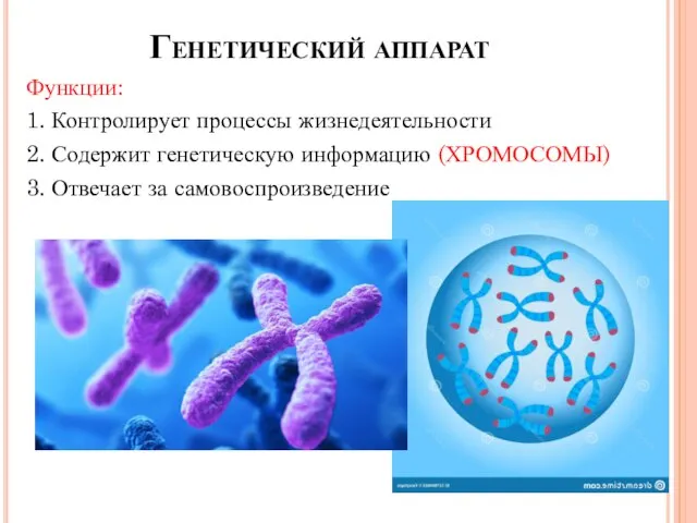 Генетический аппарат Функции: 1. Контролирует процессы жизнедеятельности 2. Содержит генетическую информацию (ХРОМОСОМЫ) 3. Отвечает за самовоспроизведение