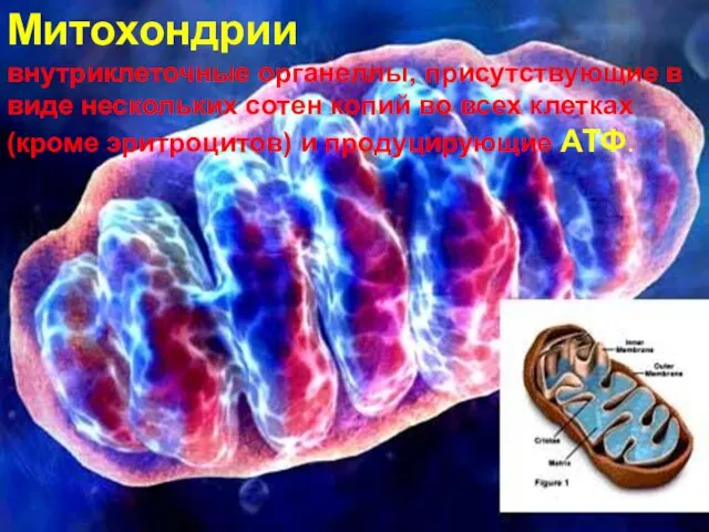 Митохондрии внутриклеточные органеллы, присутствующие в виде нескольких сотен копий во всех клетках