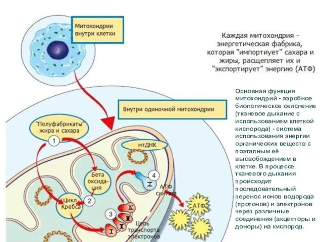 Основная функция митохондрий - аэробное биологическое окисление (тканевое дыхание с использованием клеткой