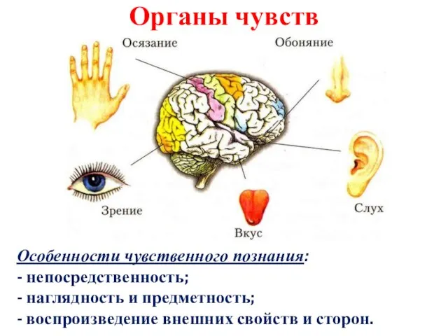 Органы чувств Особенности чувственного познания: - непосредственность; - наглядность и предметность; -