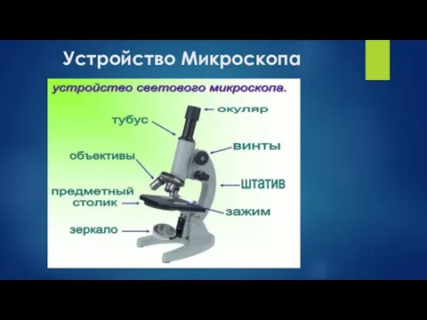 Устройство Микроскопа