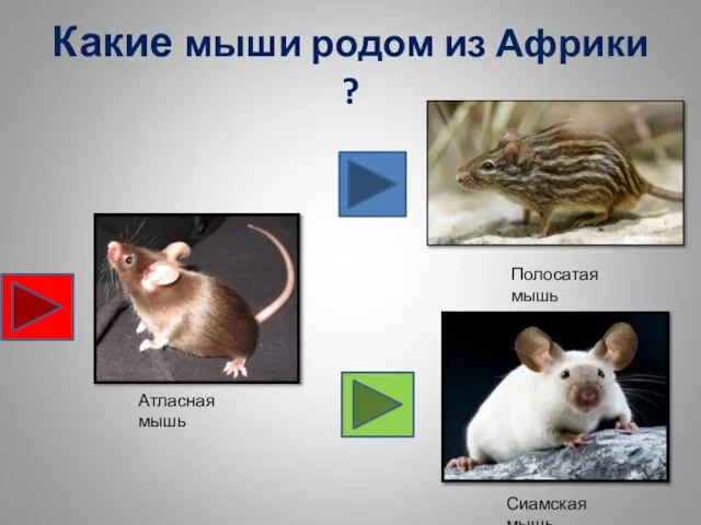 Какие мыши родом из Африки ? Атласная мышь Полосатая мышь Сиамская мышь