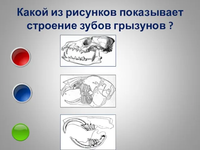 Какой из рисунков показывает строение зубов грызунов ?