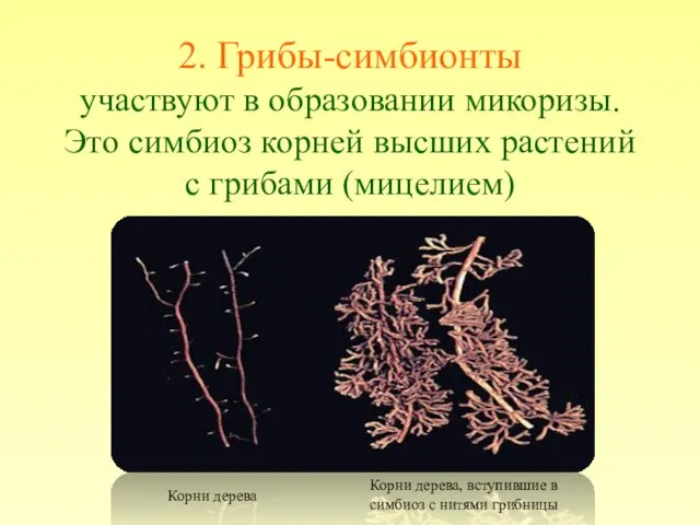 2. Грибы-симбионты участвуют в образовании микоризы. Это симбиоз корней высших растений с