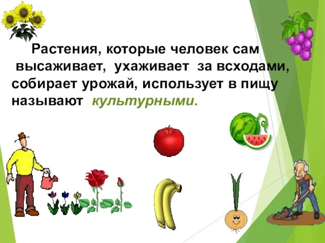 Растения, которые человек сам высаживает, ухаживает за всходами, собирает урожай, использует в пищу называют культурными.