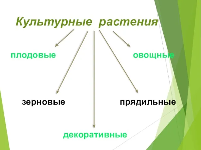 Культурные растения плодовые овощные зерновые прядильные декоративные