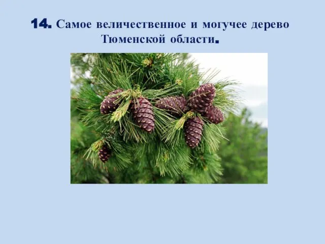 14. Самое величественное и могучее дерево Тюменской области.
