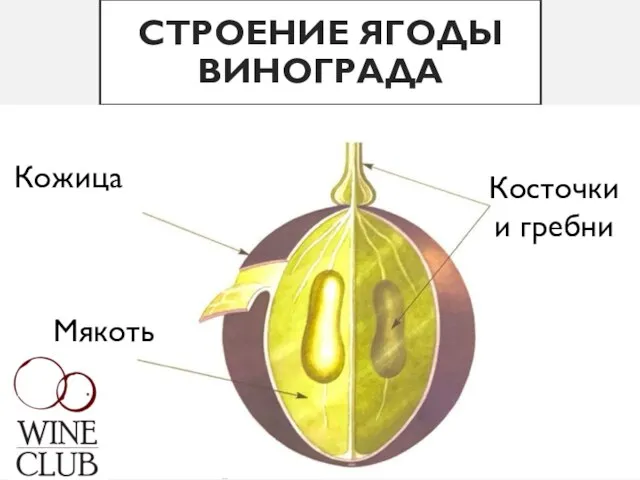 СТРОЕНИЕ ЯГОДЫ ВИНОГРАДА Кожица Мякоть Косточки и гребни