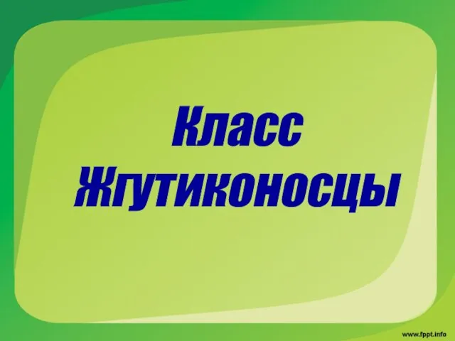 Класс Жгутиконосцы