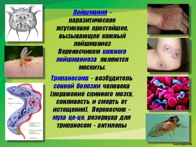 Лейшмания - паразитическое жгутиковое простейшее, вызывающее кожный лейшманиоз Переносчиком кожного лейшманиоза являются