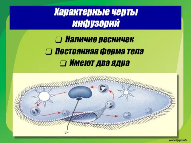 Характерные черты инфузорий Наличие ресничек Постоянная форма тела Имеют два ядра