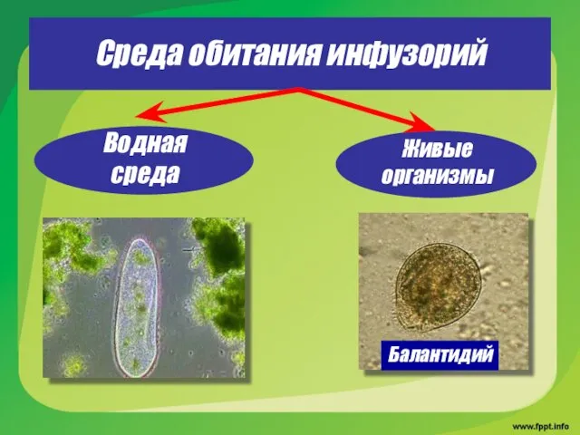 Среда обитания инфузорий Водная среда Живые организмы Балантидий