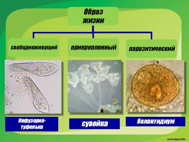 сувойка балантидиум Инфузория- туфелька