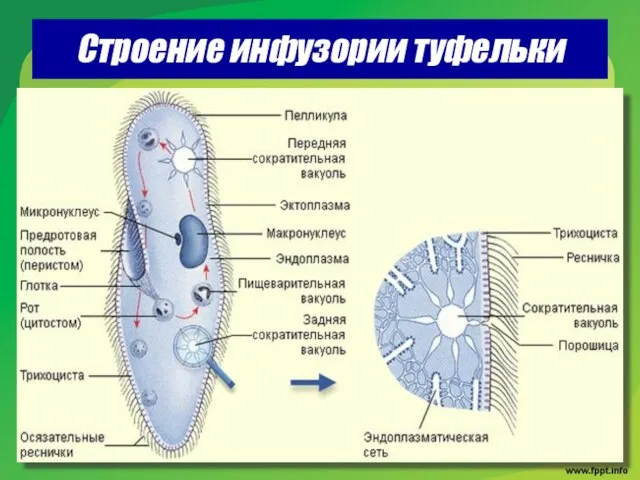 Строение инфузории туфельки