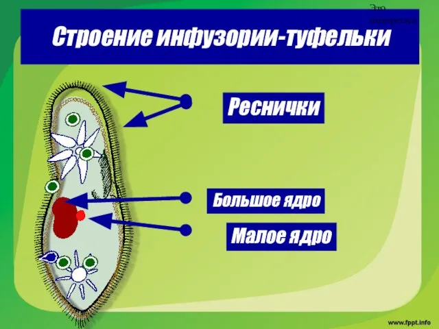 Строение инфузории-туфельки Это интересно Реснички Большое ядро Малое ядро