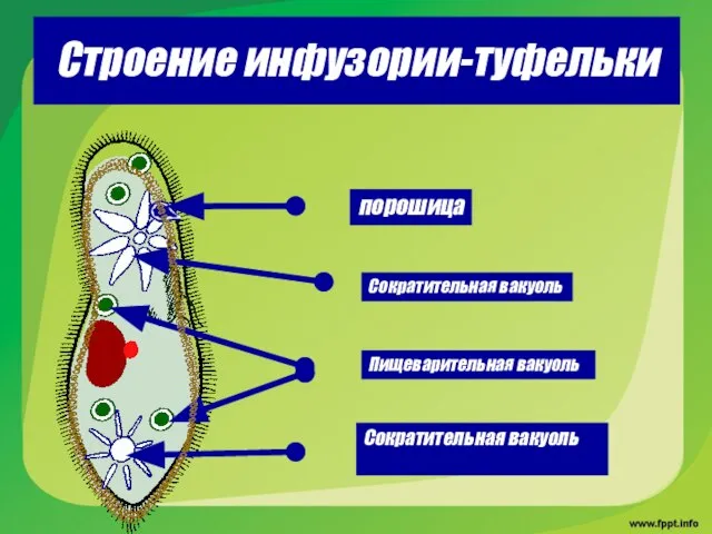 Строение инфузории-туфельки порошица Сократительная вакуоль Сократительная вакуоль Пищеварительная вакуоль