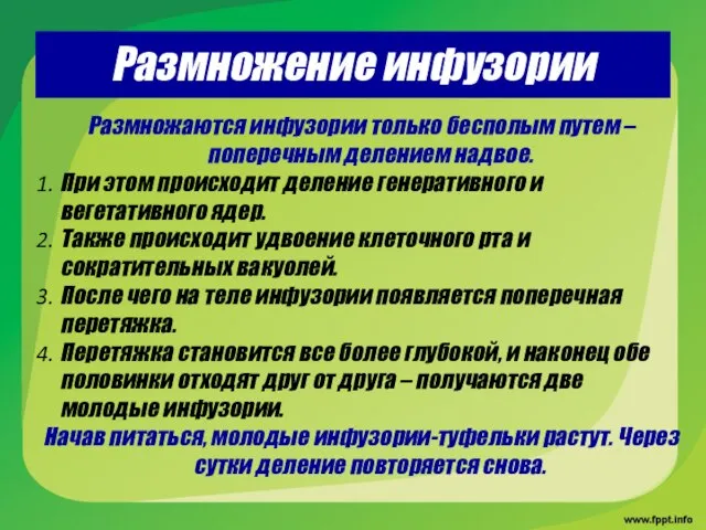 Размножение инфузории Размножаются инфузории только бесполым путем – поперечным делением надвое. При