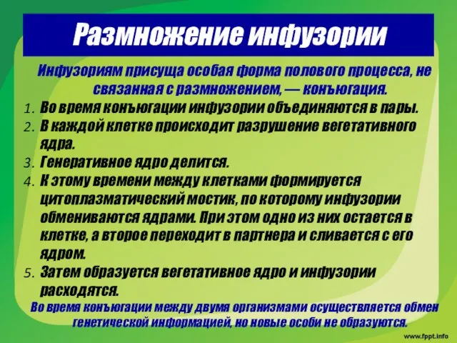 Размножение инфузории Инфузориям присуща особая форма полового процесса, не связанная с размножением,