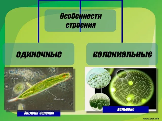 вольвокс Эвглена зеленая