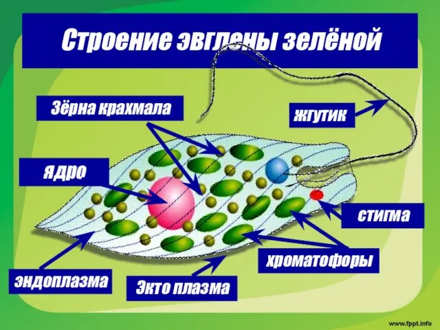 Строение эвглены зелёной жгутик стигма хроматофоры Зёрна крахмала ядро Экто плазма эндоплазма