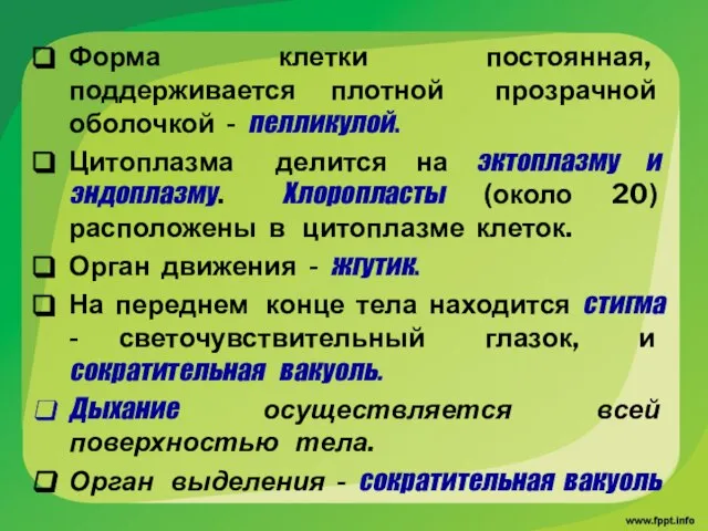 Форма клетки постоянная, поддерживается плотной прозрачной оболочкой - пелликулой. Цитоплазма делится на