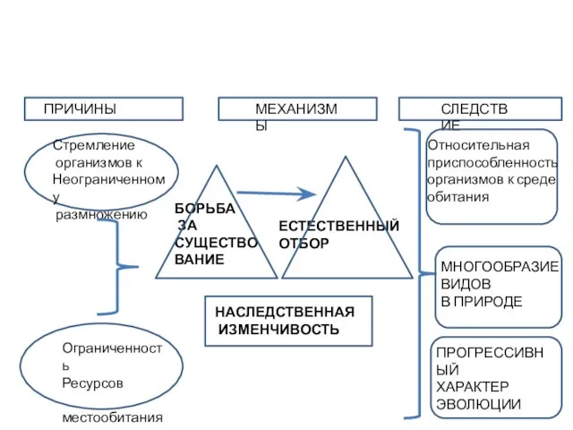 ПРИЧИНЫ МЕХАНИЗМЫ С СЛЕДСТВИЕ Стремление организмов к Неограниченному размножению Ограниченность Ресурсов местообитания