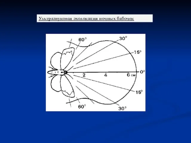 Ультразвуковая эхолокация ночных бабочек