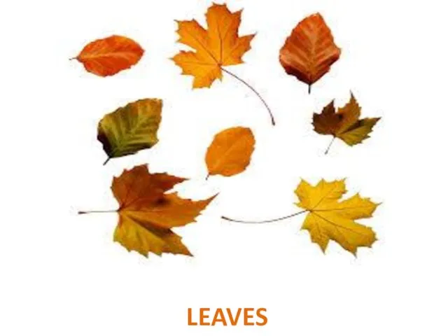 LEAVES