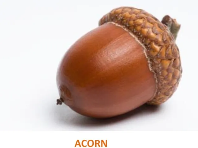 ACORN