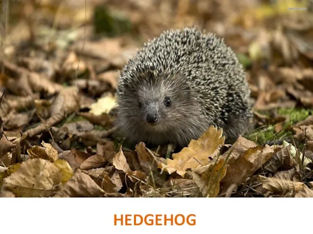 HEDGEHOG